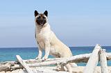 AKITA AMERICAIN 095